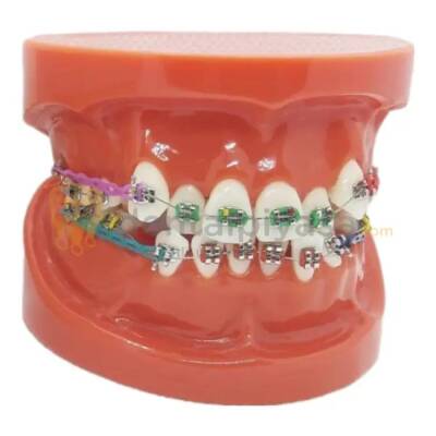 Ortodonti Fantom Model Çene - Perimel Dental